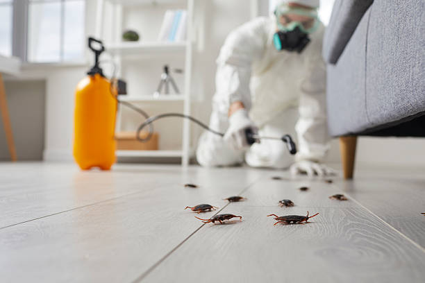 Trusted Rodent Control service in Republic, WA - Nex Pest Control